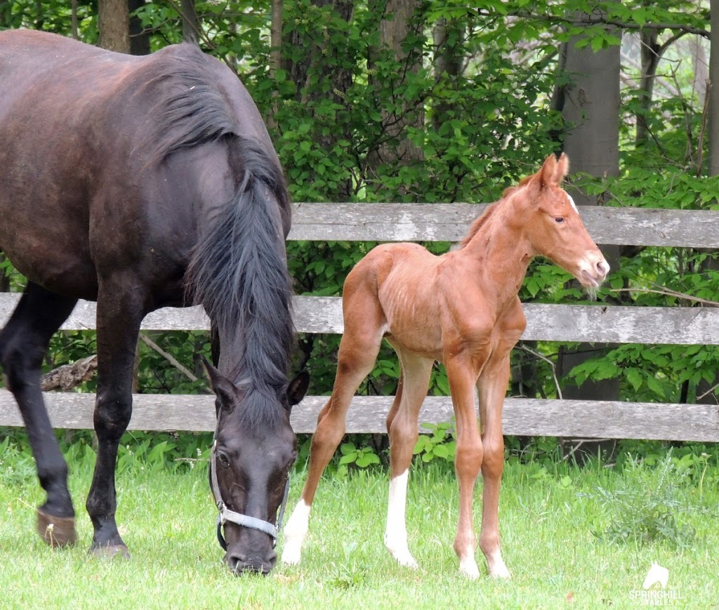 Springhill mtn Stables | 3079 Perth County Rd 180, Staffa, ON N0K 1Y0, Canada | Phone: (519) 345-2244