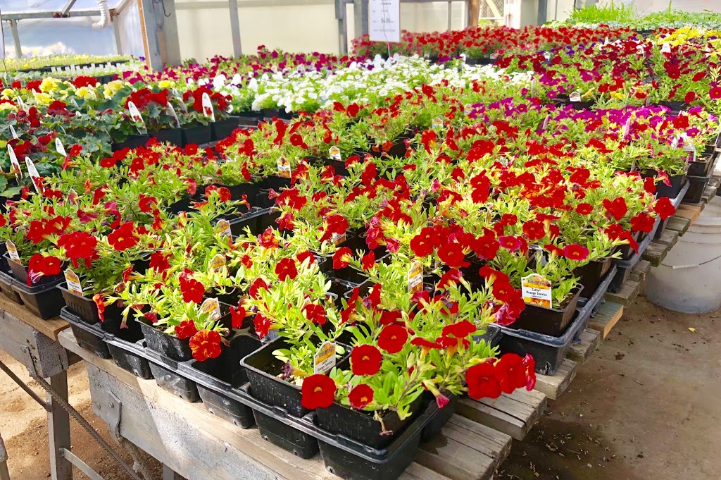 Bonnie Doon Flowers (Garden Centre) | 850 23 Ave NW, Edmonton, AB T6T 1J1, Canada | Phone: (780) 440-3053