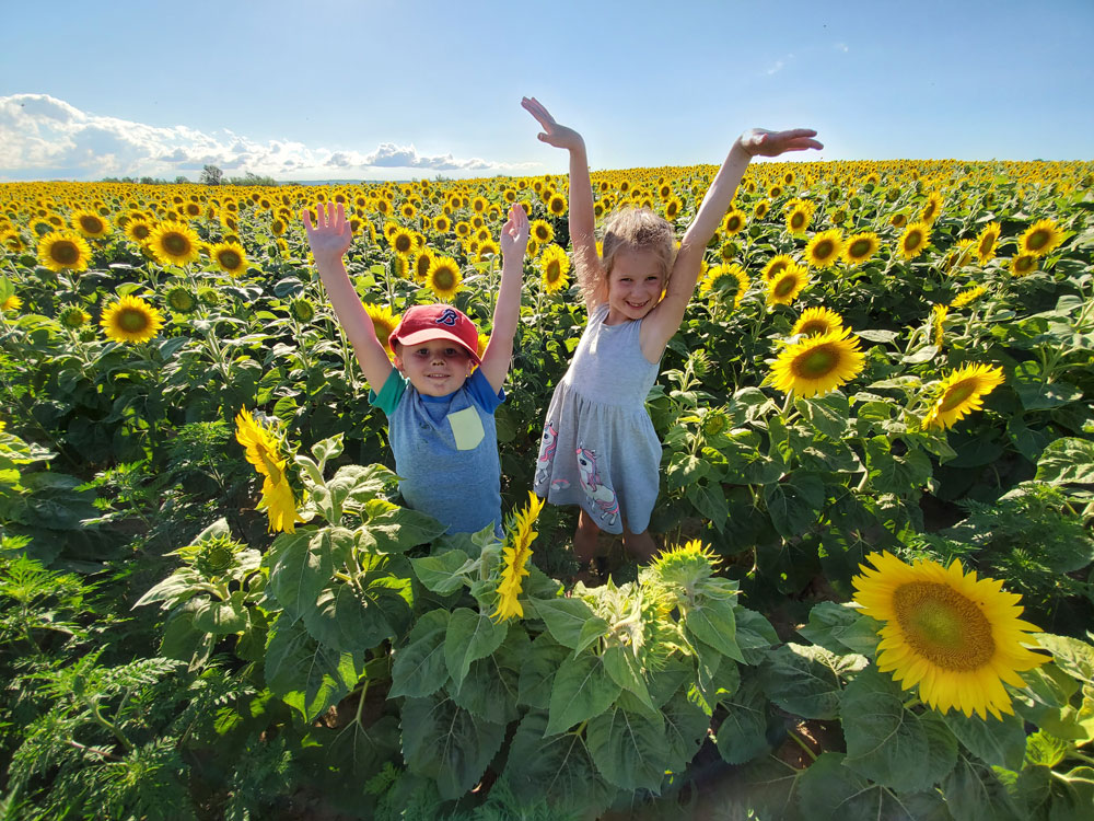 Toronto Sunflower Fields and Festival | 15770 Mountainview Rd, Caledon, ON L7C 2V2, Canada | Phone: (905) 965-8201