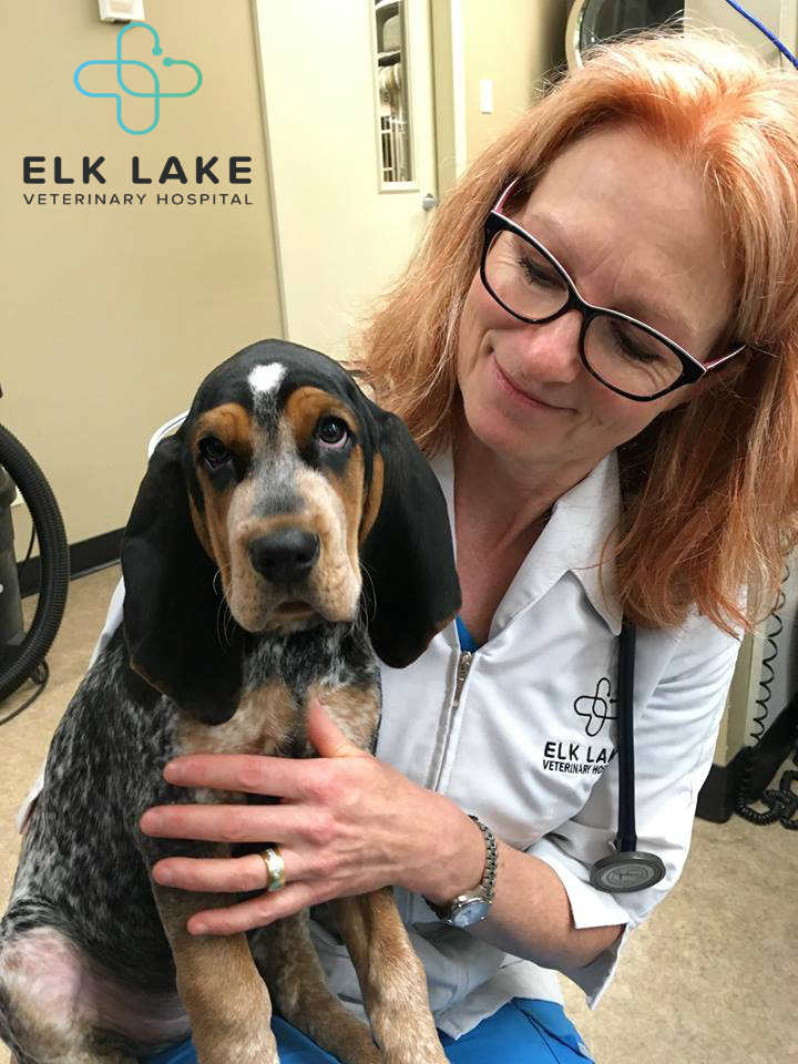 Elk Lake Veterinary Hospital | 4975 Patricia Bay Hwy, Victoria, BC V8Y 1S6, Canada | Phone: (250) 658-5922