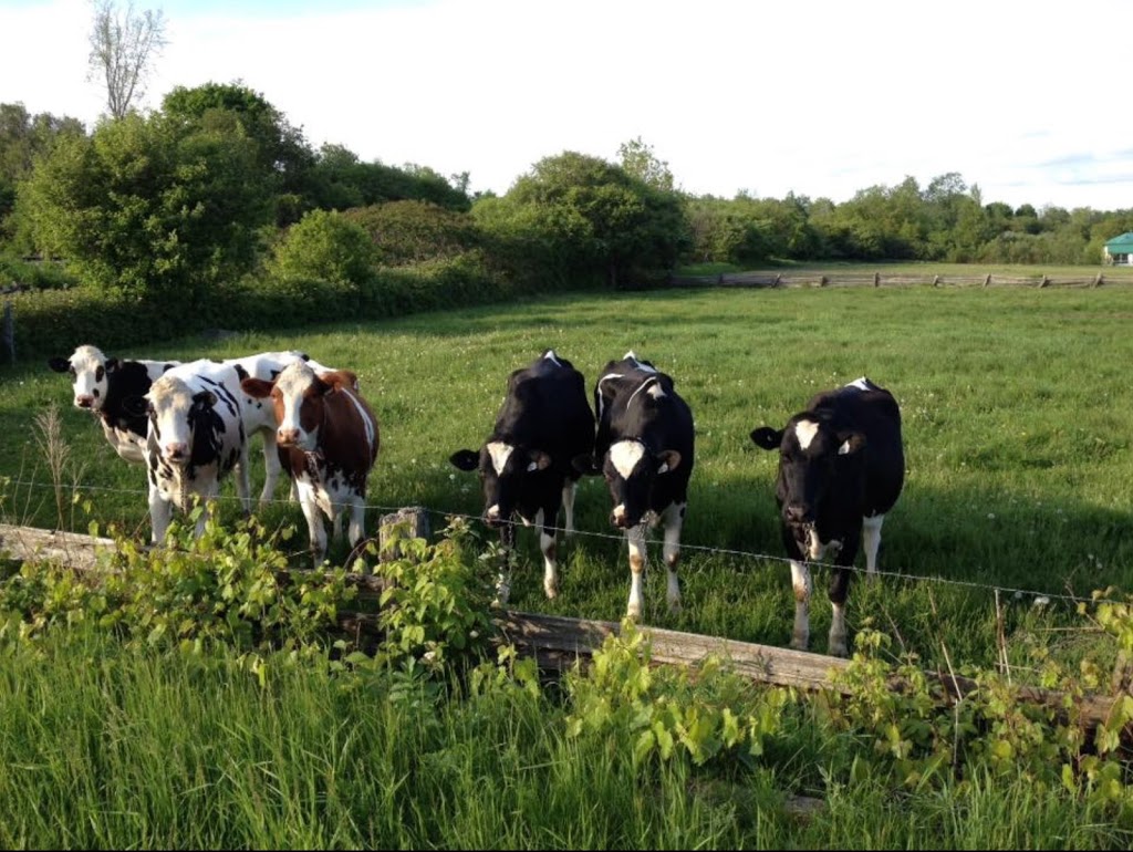 Ferme Ancestrale LaRue INC | 318 Rue des Erables, Neuville, QC G0A 2R0, Canada | Phone: (418) 876-3039