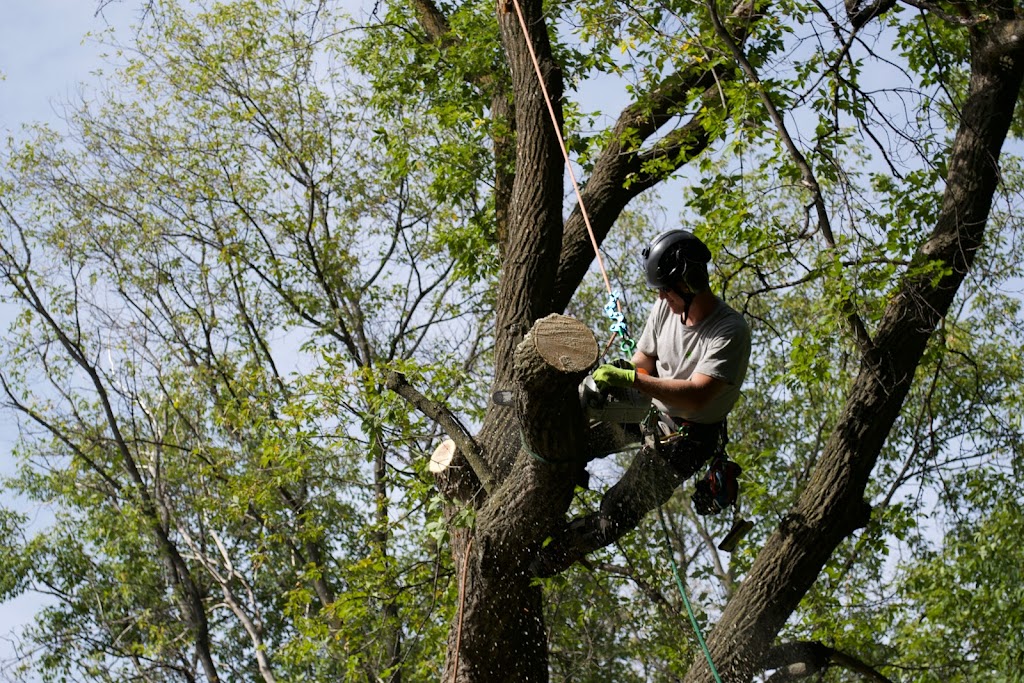 Timberland Tree Service | 815 Elmhurst Rd, Winnipeg, MB R3R 0V3, Canada | Phone: (204) 291-9032