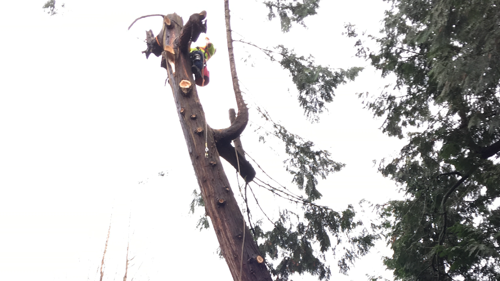 Great West Tree Service Trimming, Removals | 5859 168 St, Surrey, BC V3X 3X5, Canada | Phone: (604) 644-1510
