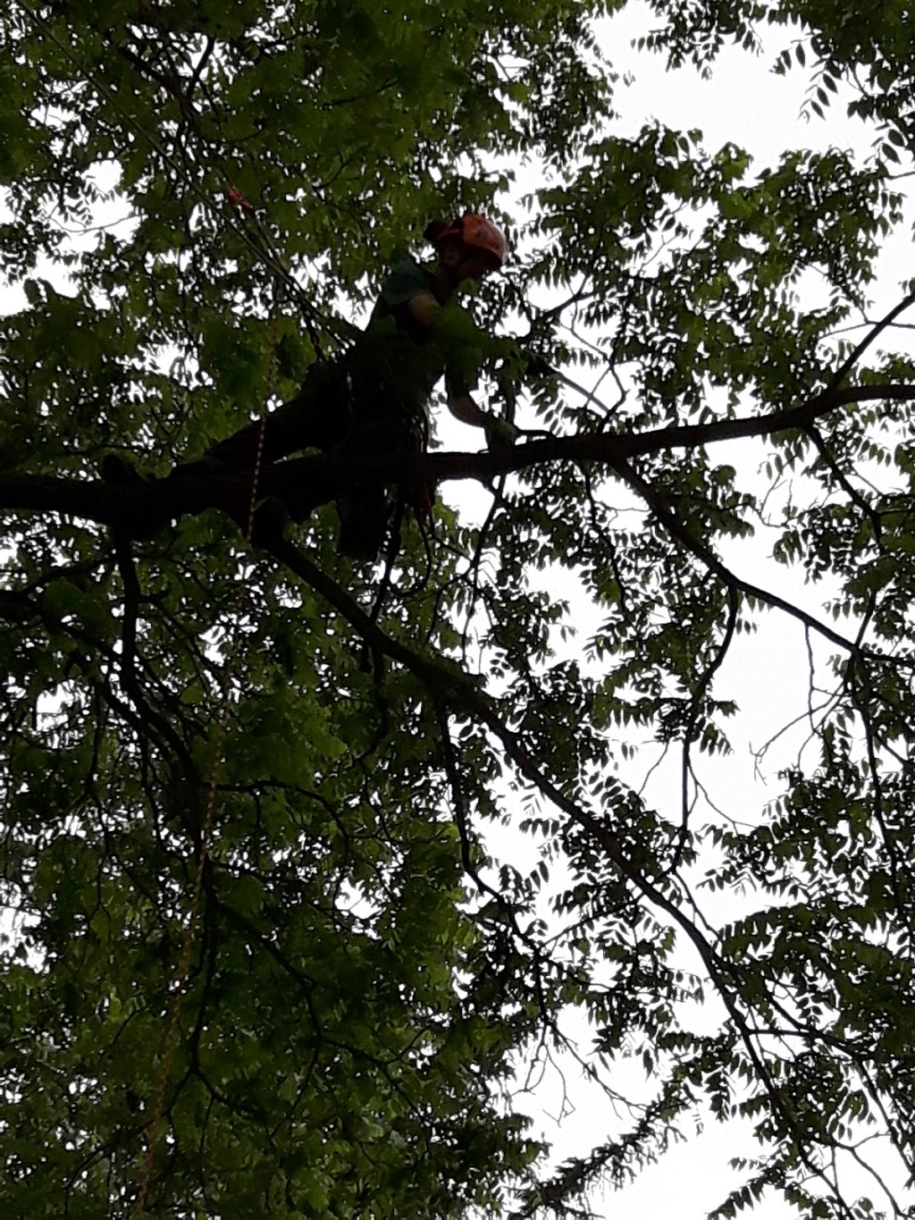 Out Of Your Tree Care | 465 St Patrick St W, Fergus, ON N1M 1P6, Canada | Phone: (226) 820-3611