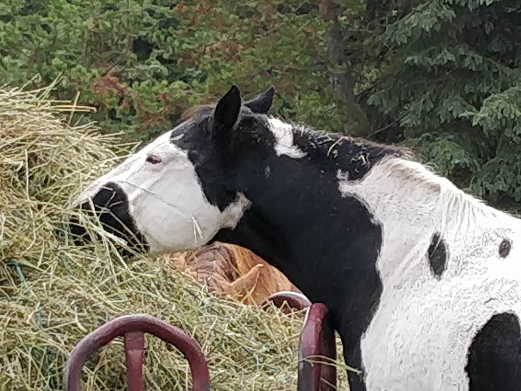 Free Rein Guest Ranch | 9550 Eagan Lake Rd, Bridge Lake, BC V0K 1E0, Canada | Phone: (250) 593-0332