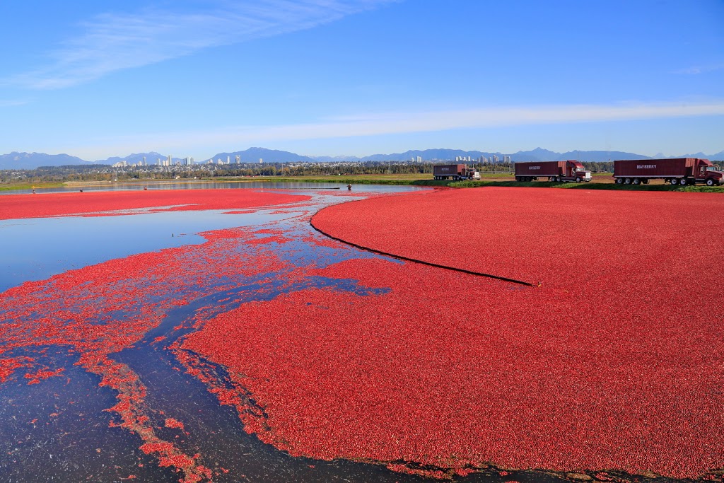 Richberry Farms Ltd | 21551 Westminster Hwy, Richmond, BC V6V 1B3, Canada | Phone: (604) 273-0777