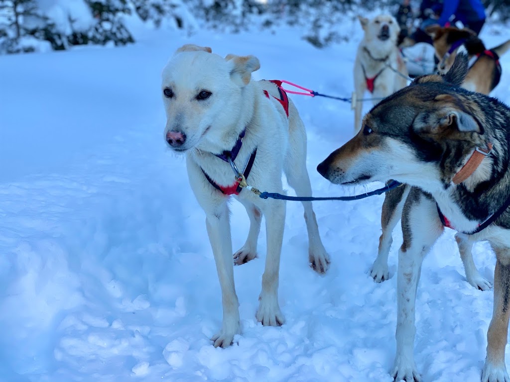 Mont-Tremblant Dogsledding | 121 Chemin de lAlbatros, Mont-Tremblant, QC J8E 1S1, Canada | Phone: (819) 681-5519