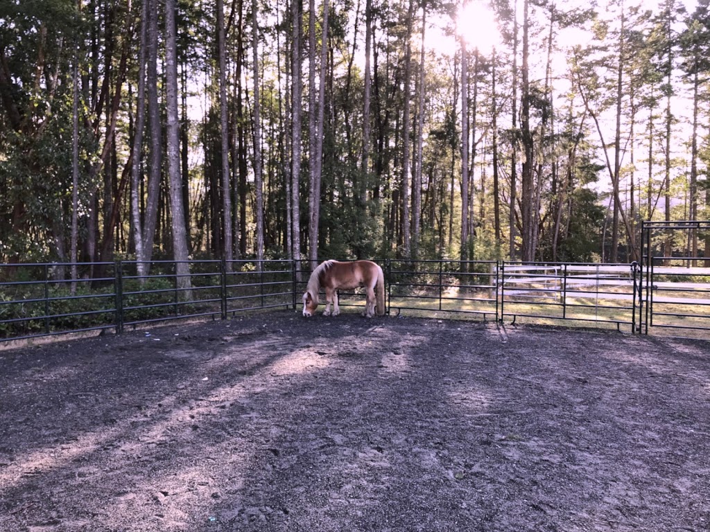 Truth and Beauty Equine Guided Healing | 700 Upper Ganges Rd, Salt Spring Island, BC V8K 1R9, Canada | Phone: (250) 221-9643