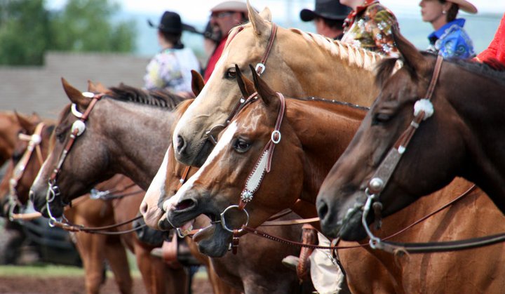 MB Performance Horses | 12387 NS-4, Wentworth, NS B0M 1Z0, Canada | Phone: (902) 956-9049