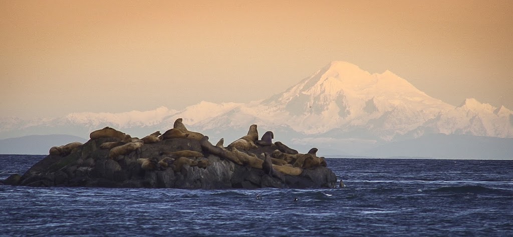 Wild Coast Wilderness Resort | 17268 Parkinson Rd, Port Renfrew, BC V0S 1K0, Canada | Phone: (250) 647-5468