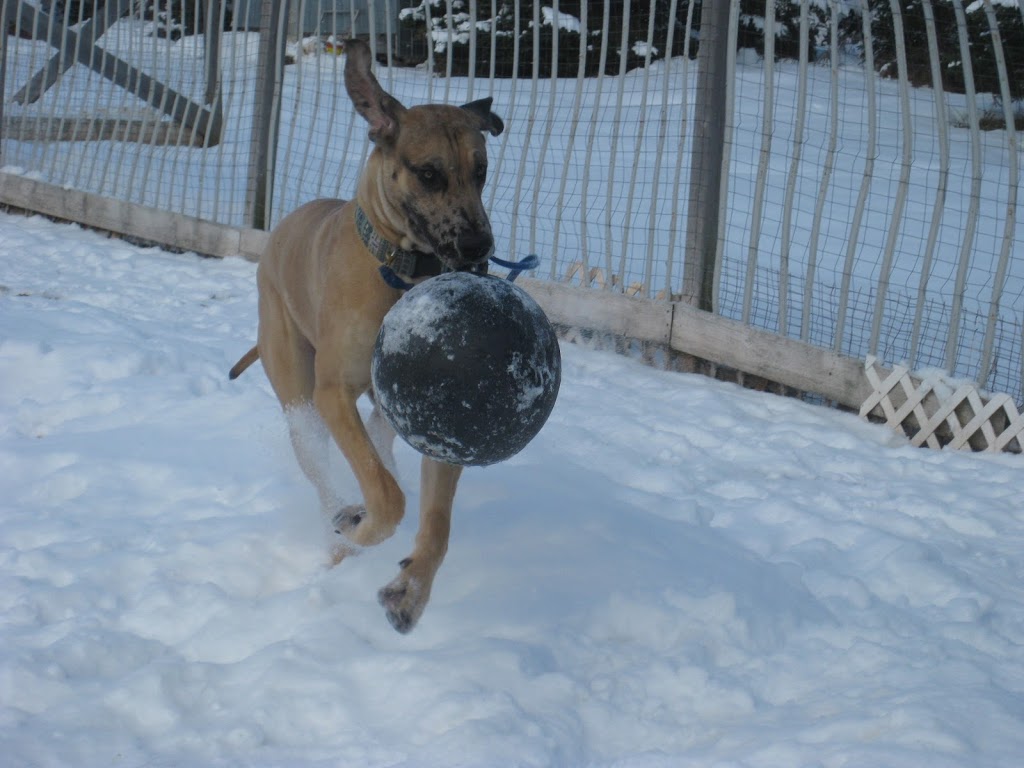 Kats Lake Rd Kennels | Canada, 2046 Lake Rd, Tatamagouche, NS B0K 1V0, Canada | Phone: (902) 657-3525