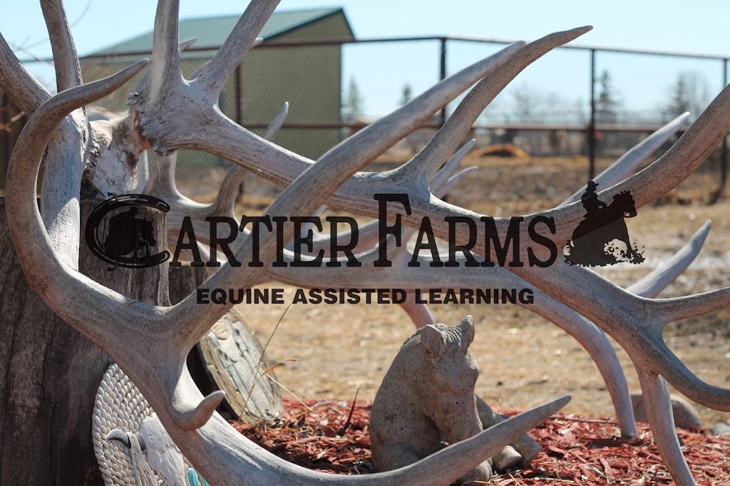 Cartier Farms Equine Assisted Learning | White Star Rd RR4, Spruce Home, SK S6V 5R2, Canada | Phone: (306) 980-5507