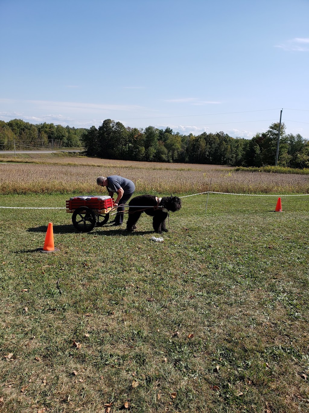 Newfhill Kennels | 1450 Buckhorn Rd, Lakefield, ON K0L 2H0, Canada | Phone: (705) 868-3647