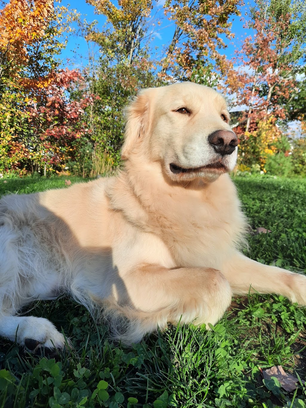 Élevage Diamigold Golden Retriever | 323 Rue Paquet, Saint-François-Xavier-de-Brompton, QC J0B 2V0, Canada | Phone: (819) 932-8844