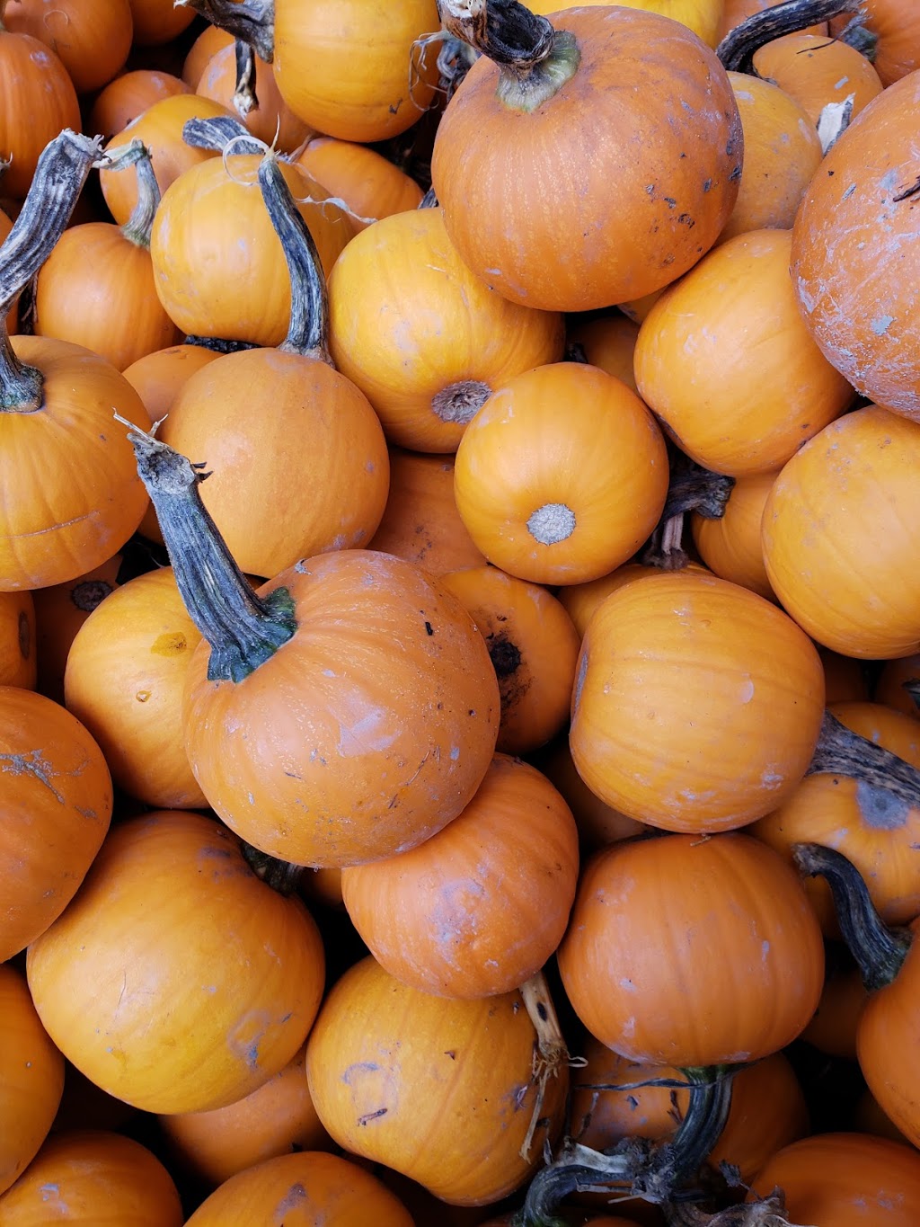 The Pumpkin Patch at Richmond Country Farms | 12900 Steveston Hwy, Richmond, BC V6W 1A3, Canada | Phone: (604) 274-0522