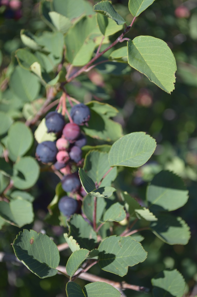 Botts Berry Farm | 436 Lobstick Trail, Leslieville, AB T0M 1H0, Canada | Phone: (403) 877-1892