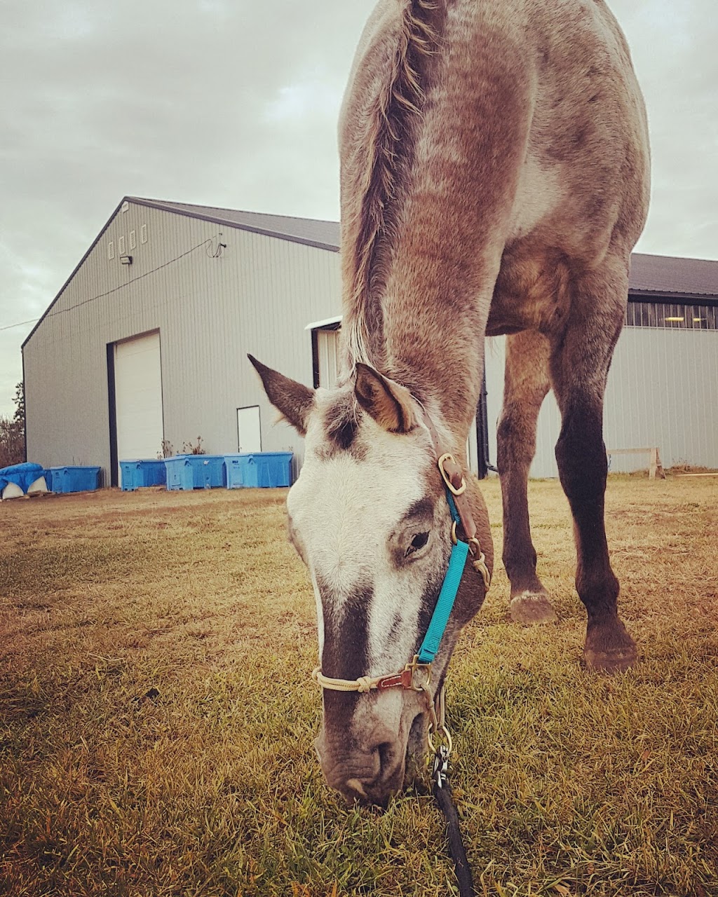 Coal Lake Stables | 48167, Range Rd 235, Millet, AB T0C 1Z0, Canada | Phone: (780) 387-1889