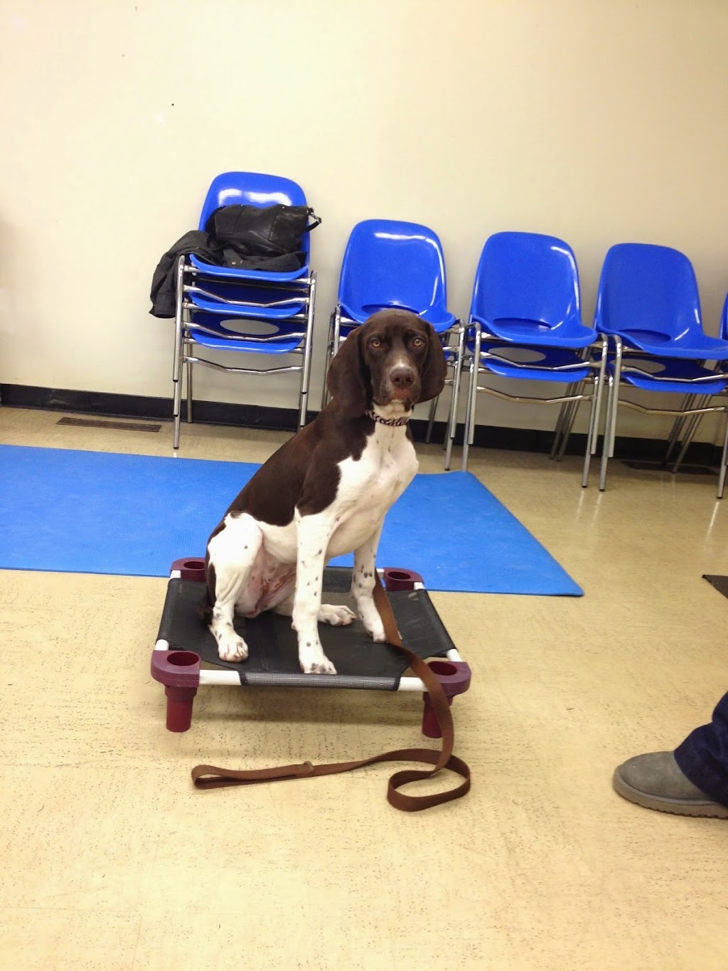 Positive Changes Dog Training | 4077 Woodkilton Rd, Woodlawn, ON K0A 3M0, Canada | Phone: (613) 889-0385