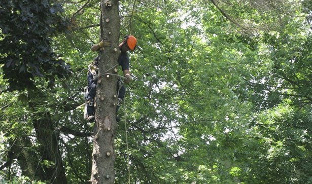 STS Tree Services | 7531 Ninth Line, Mississauga, ON L5N 0C1, Canada | Phone: (905) 821-7877