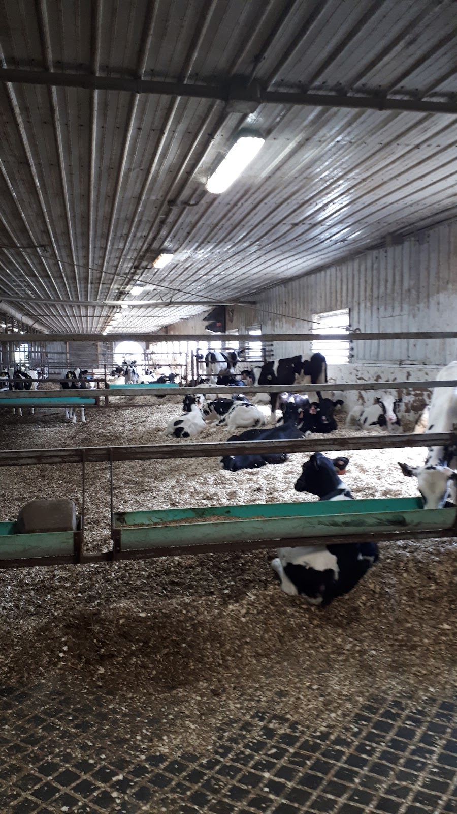 Ferme Gaston Morin et Fils Inc. | 265 Chem. de la Chute Blanche, Sainte-Jeanne-dArc, QC G0W 1E0, Canada | Phone: (418) 276-4166