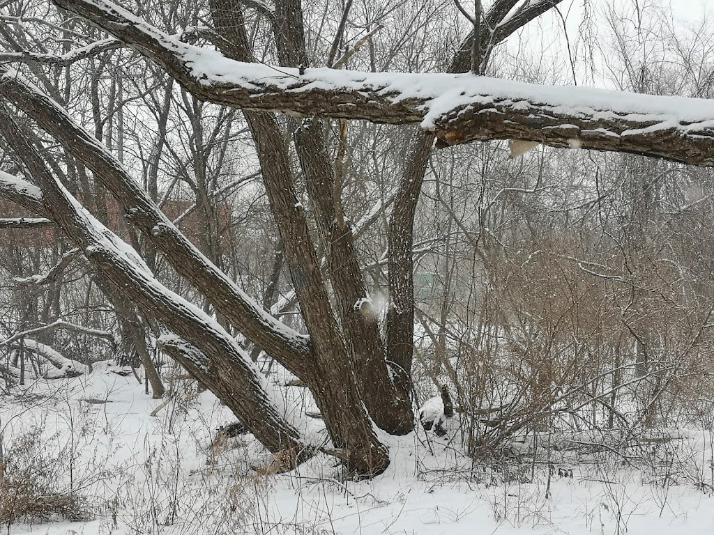 Parc du Boisé-Jean-Milot | 7084 Rue Jean-Milot, Montréal, QC H1M 3G7, Canada | Phone: (514) 872-0311