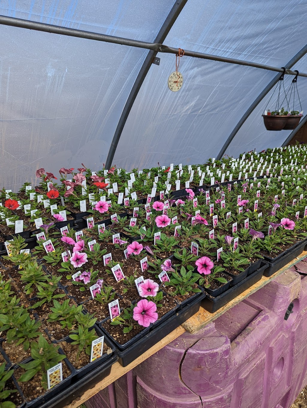 Klassen Greenhouse & Flowers | Newell County No. 4, AB T0J 1M0, Canada | Phone: (403) 363-1821