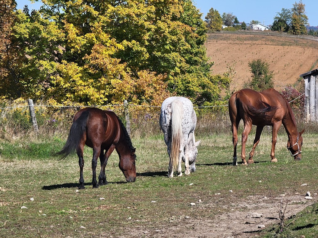 Always a Breeze Stable | 2832 hwy 7 east, Asphodel-Norwood, ON K0L 2B0, Canada | Phone: (289) 356-4322