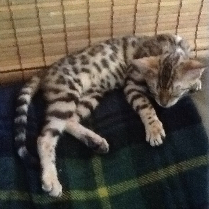 Bengal Marland Cattery | 825/92 Dundalk Dr, London, ON N6C 3V6, Canada | Phone: (226) 777-4287