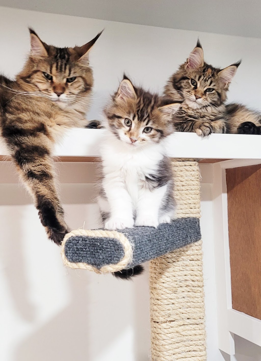 Adora Coon. Maine Coon Cattery | River Rd E, Wasaga Beach, ON L9Z 2M1, Canada | Phone: (416) 837-8537