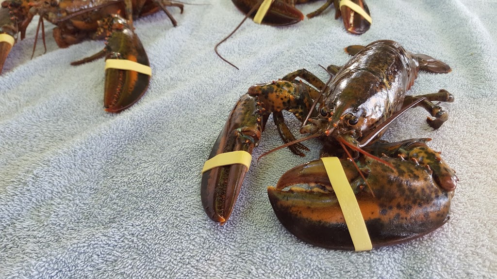 Ryer Lobsters | 15 Ryers Rd, Indian Harbour, NS B3Z 3P9, Canada | Phone: (902) 823-1070