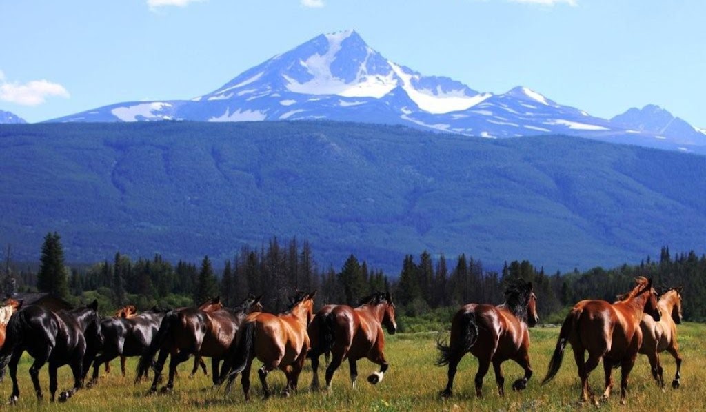 Elkin Creek Guest Ranch Airport | Cariboo J, BC V0L 1X0, Canada | Phone: (250) 394-5175