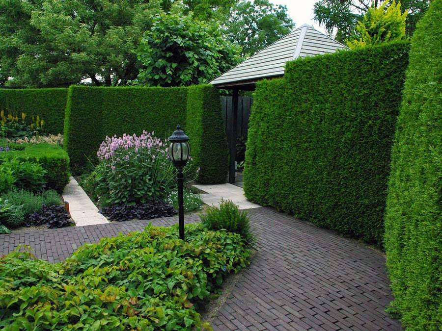 Hedge PRO Trimming Vancouver | 8619 Cartier St#301, Vancouver, BC V6P 4T9, Canada | Phone: (604) 417-4211