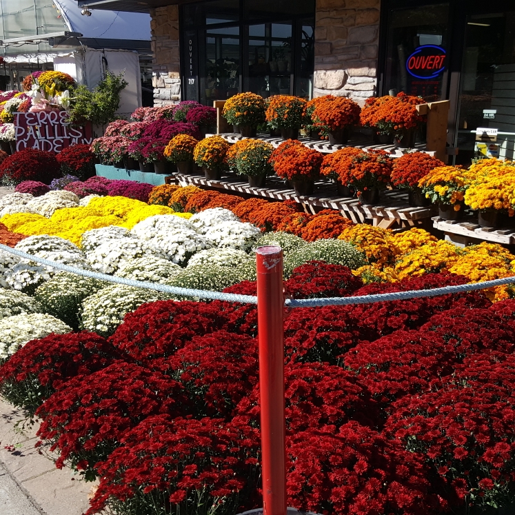 Lory Fleurs | 485 Chemin Bord-du-Lac, Dorval, QC H9S 2A9, Canada | Phone: (514) 804-8848