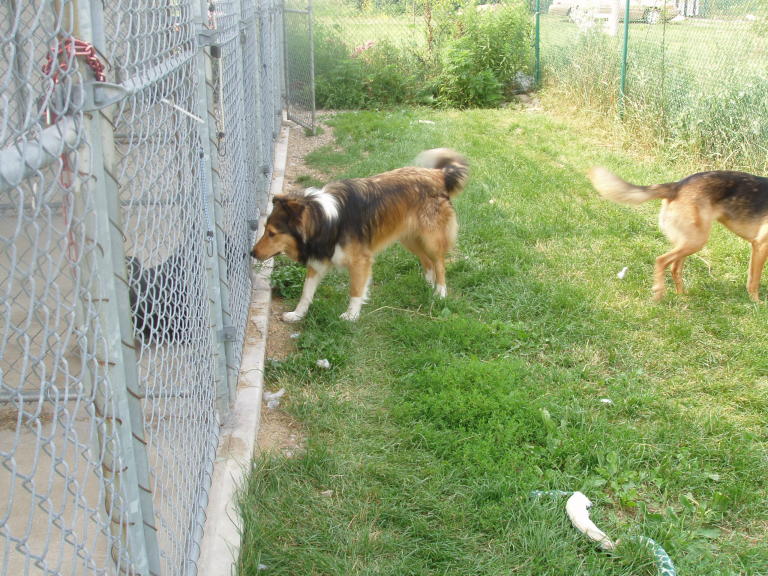 Gryndlscot Kennels Perm Reg | 5684 Rainham Rd, Dunnville, ON N1A 2W8, Canada | Phone: (905) 701-1754