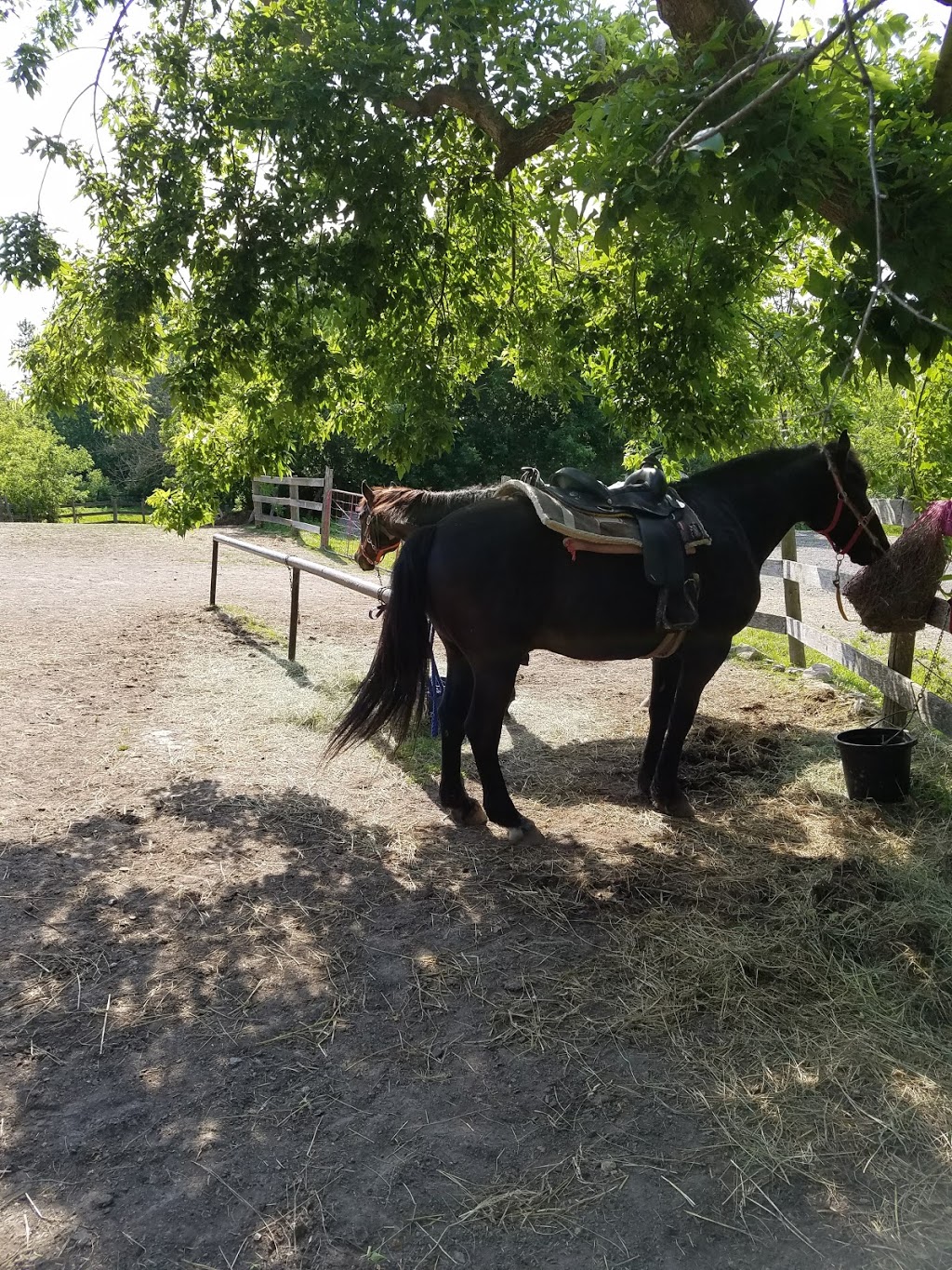 Niagara Riding Stables | 471 Warner Rd, Niagara-on-the-Lake, ON L0S 1J0, Canada | Phone: (905) 262-5101