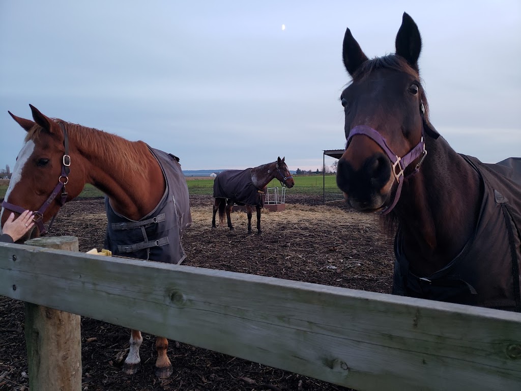 Sleepy Hollow Stables | 10706 59 Ave, Delta, BC V4K 3N3, Canada | Phone: (604) 802-2645