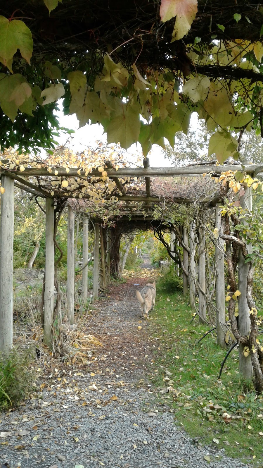 Strathcona Community Garden | 759 Malkin Ave, Vancouver, BC V6A 3Z9, Canada | Phone: (604) 677-5634