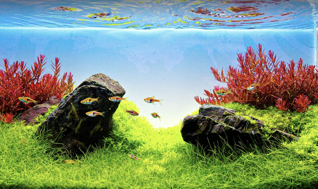 Red Leaf Aquascaping | 175 Rue Lupien, Aston-Jonction, QC G0Z 1A0, Canada | Phone: (819) 695-3554