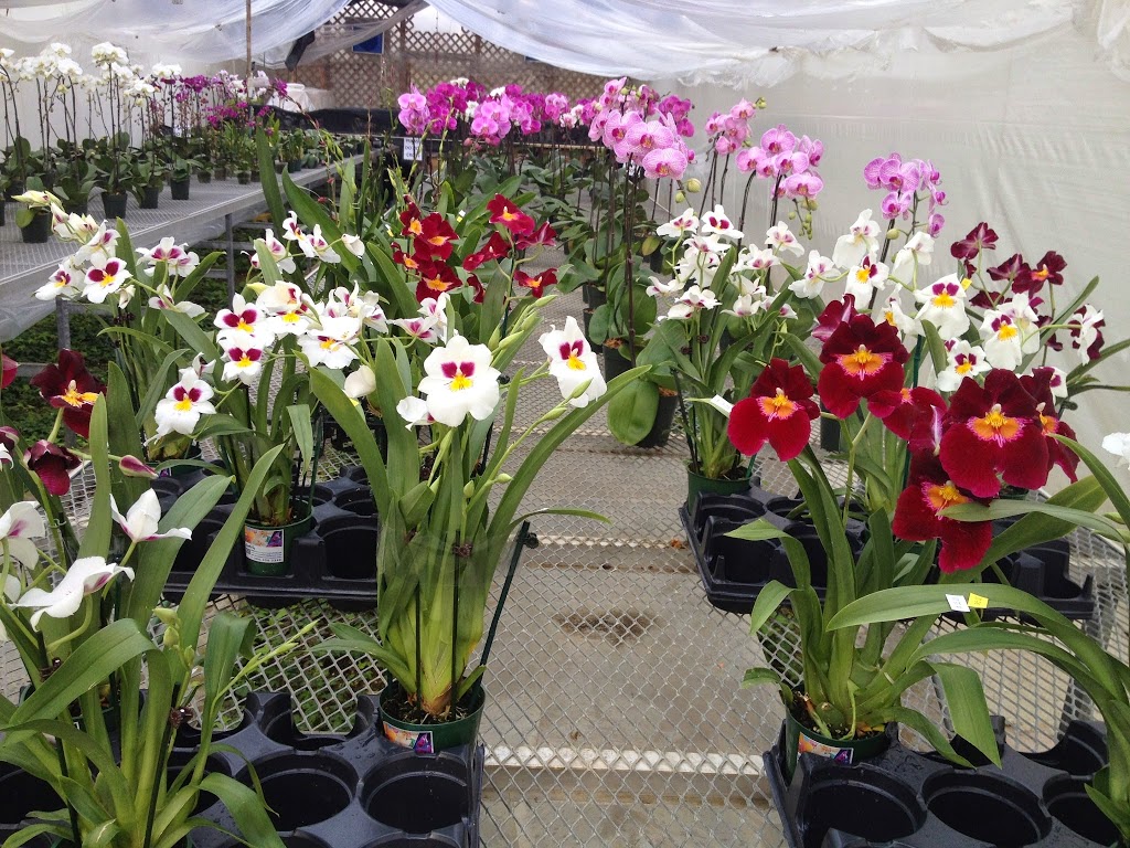 Ever Spring Orchids | 2868 Pipeline Rd, West Saint Paul, MB R4A 7A8, Canada | Phone: (204) 338-2340