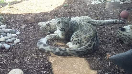 Snow Leopard Exhibit | 2000 Meadowvale Rd, Scarborough, ON M1B 5K7, Canada | Phone: (416) 392-5929