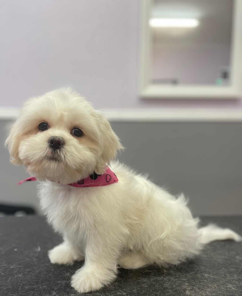 Urban Tails Pet Grooming Inc. | 5308 Hwy 7, Woodbridge, ON L4L 1T3, Canada | Phone: (905) 851-8949