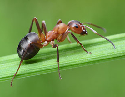 Central Pest Control Ltd. | 65 Wilson Crescent, Red Deer, AB T4N 5V6, Canada | Phone: (403) 373-6182