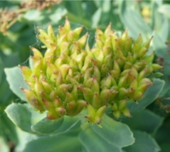 Rhodiola Growers of Canada | MOUNTAIN VIEW COUNTY RR 2 Site 14, Olds, AB T4H 1P3, Canada | Phone: (403) 650-7257