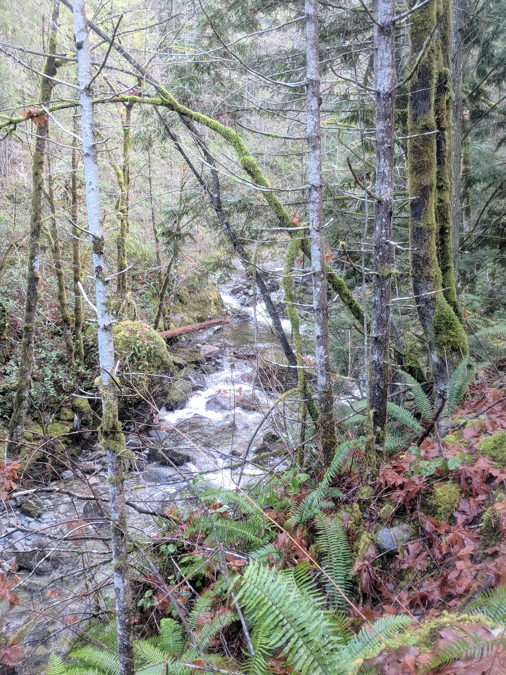 Holland Creek Trail | Heart Lake Trail, Ladysmith, BC V9G 1V4, Canada