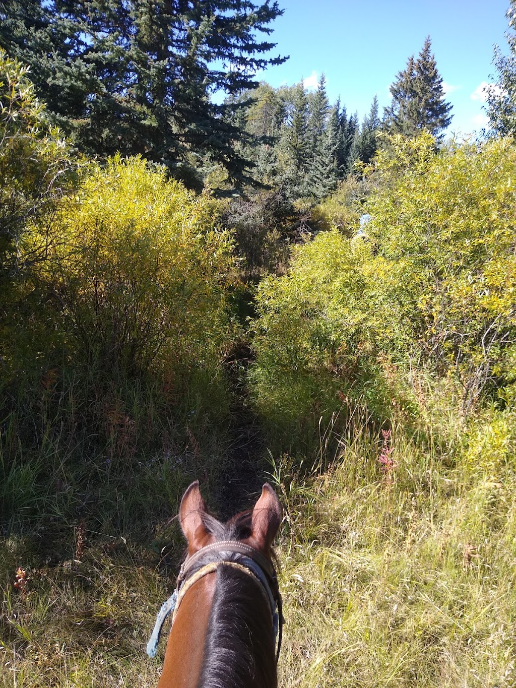 Saddle Peak Trail Rides | Alberta T0L 1N0, Canada | Phone: (403) 922-7430