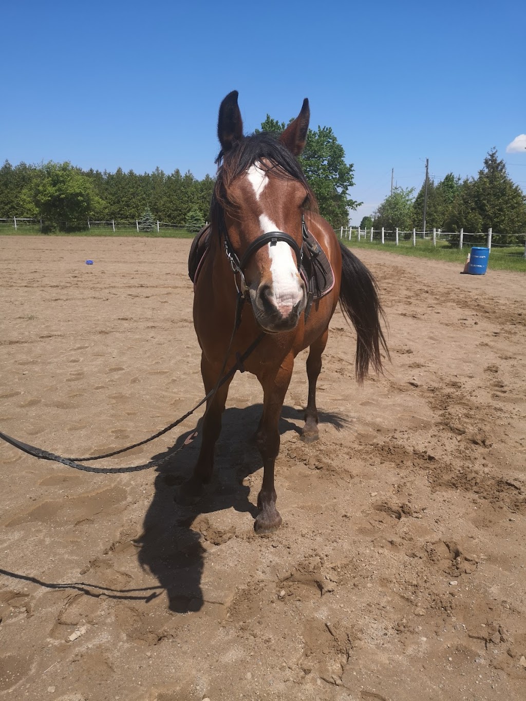 Fire Fly Stables | 1374 Concession 5 W, Branchton, ON N0B 1L0, Canada | Phone: (226) 972-3632