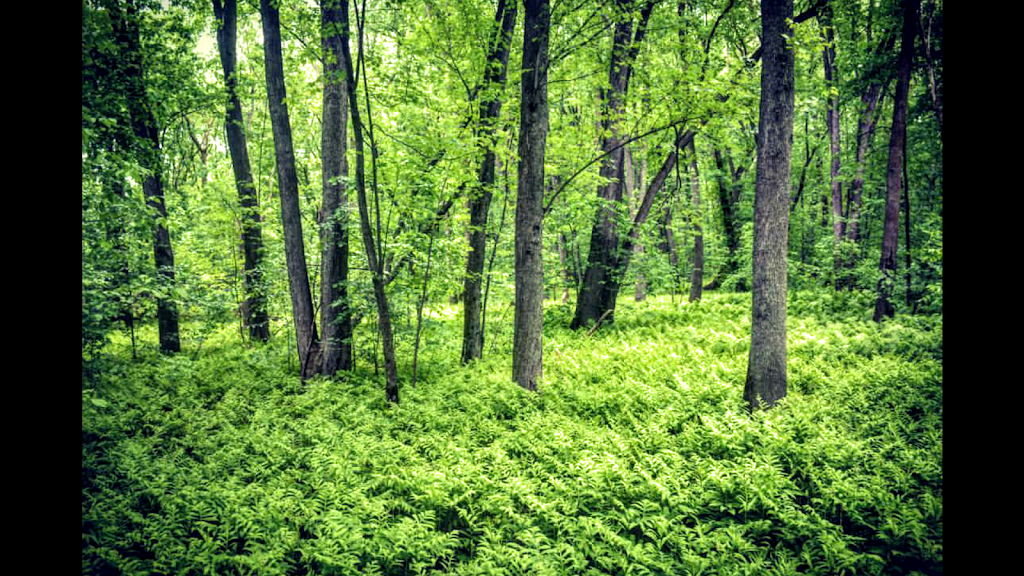 Nicolet Bird Sanctuary | Baie-du-Febvre, QC, Canada