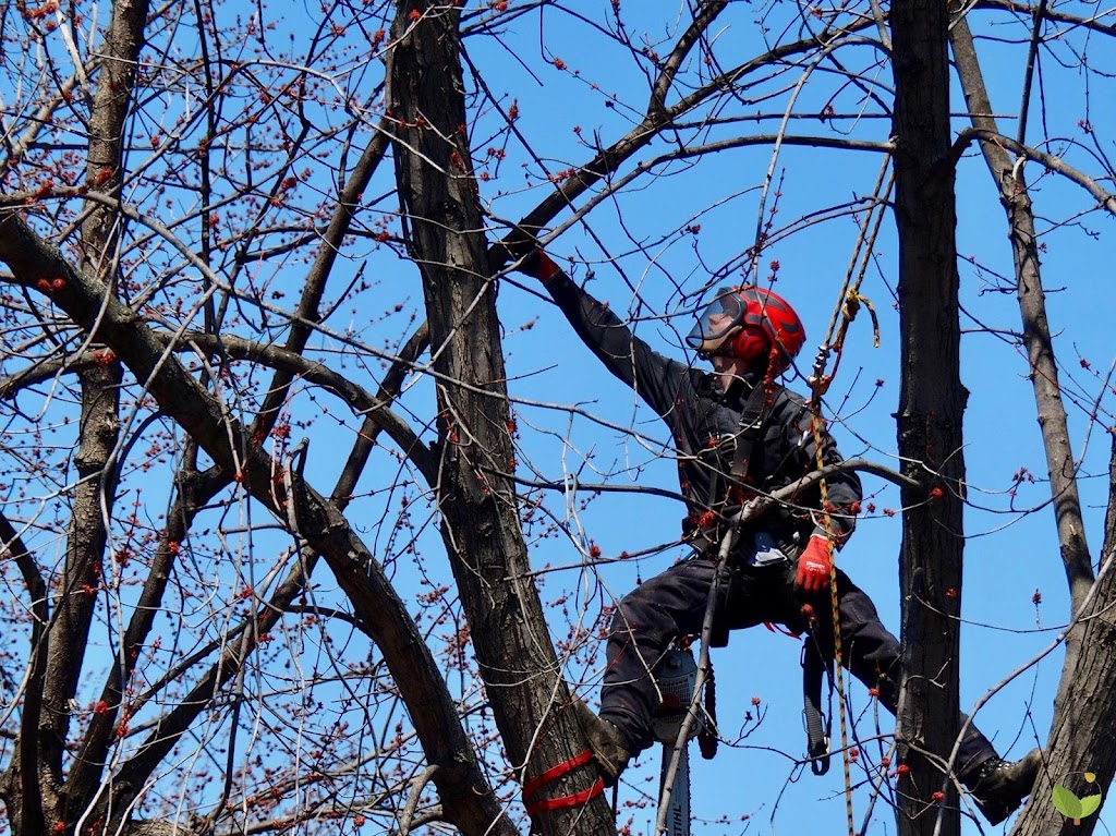 Samuel Girouard Arboriculteur-élagueur | 16325 Av. Roy, Saint-Hyacinthe, QC J2T 4G6, Canada | Phone: (450) 501-8205