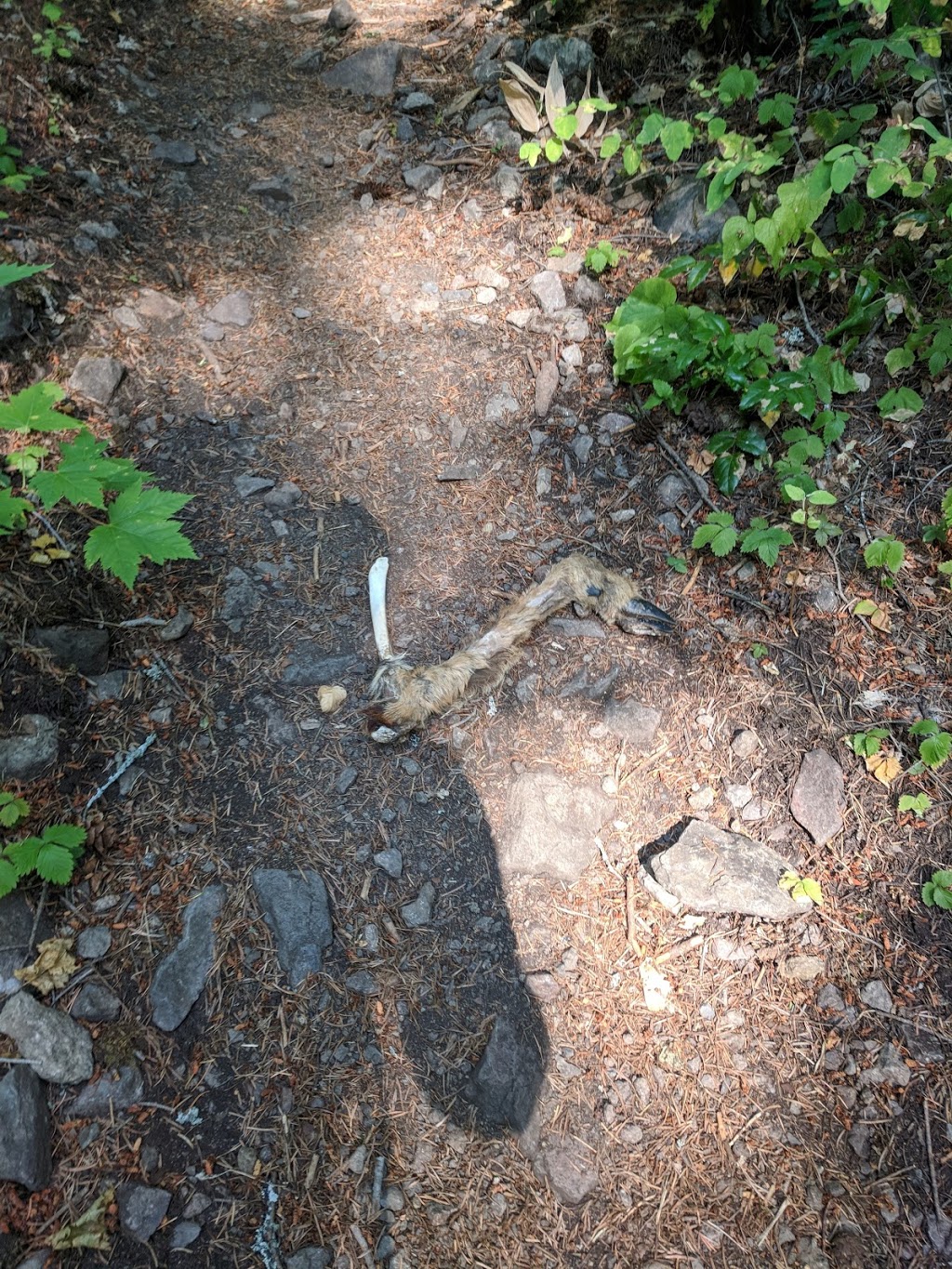 Carrot Mountain Trailhead | Central Okanagan G, BC V4T 2V2, Canada