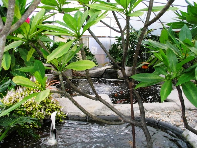 Hawaiian Botanicals & Water Gardens | 6011 Number 7 Rd, Richmond, BC V6W 1E8, Canada | Phone: (604) 270-7712